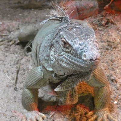 Iguane vert - De Zonnegloed - Refuge pour animaux